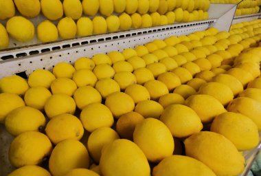 Arka plan için olgun sarı limonları kapat 