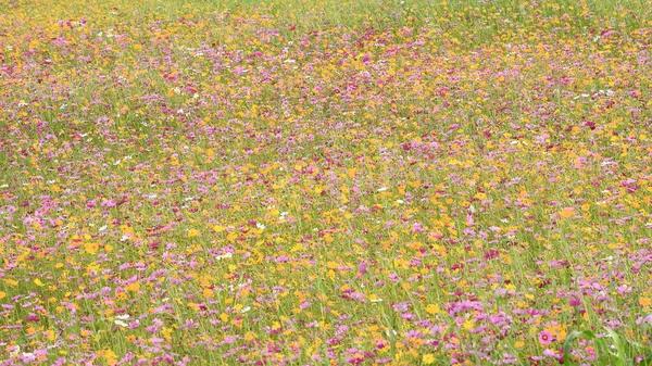 Hermosas Flores Del Cosmos Jardín — Foto de Stock