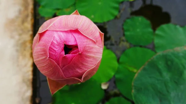 池の背景にピンクの蓮の蕾を閉じて — ストック写真