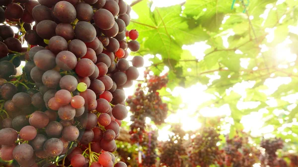 Raisins Mûrs Rouges Dans Jardin — Photo