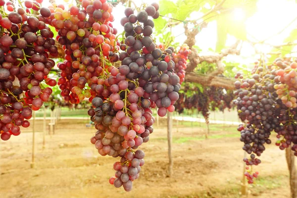 Red Ripe Grapes Garden — Stock Photo, Image