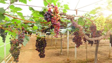 Bahçede olgun kırmızı üzümler 