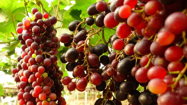 Raisins Mûrs Rouges Dans Jardin — Photo