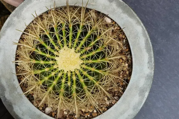 Primo Piano Della Pianta Cactus Nel Vaso — Foto Stock