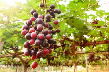 Bahçede olgun kırmızı üzümler 