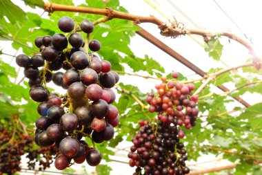 Bahçede olgun kırmızı üzümler 