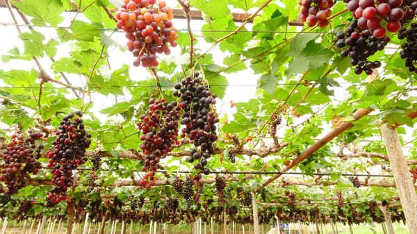 Raisins Mûrs Rouges Dans Jardin — Photo