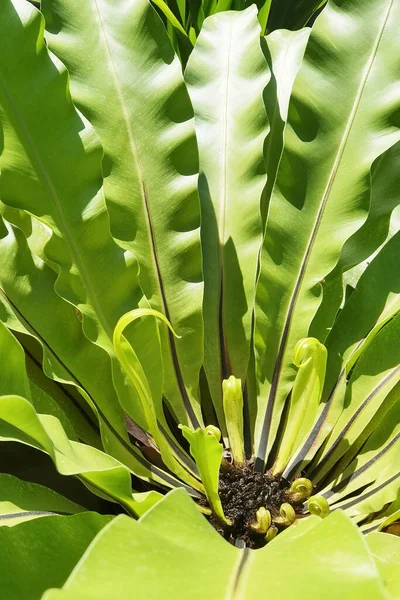 Detalles Naturaleza Los Antecedentes — Foto de Stock