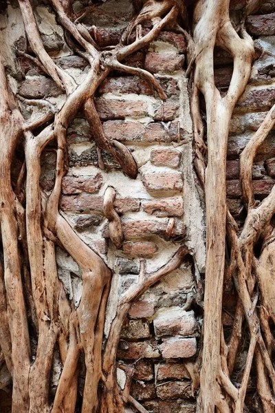 Eski duvardaki kök ağacını kapat.