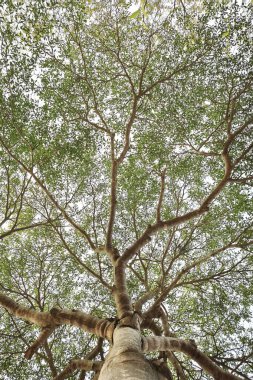Doğanın arka planına sahip büyük ağacı düzenle