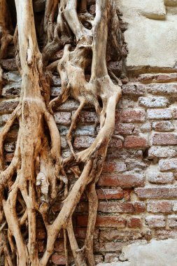 Eski duvardaki kök ağacını kapat.