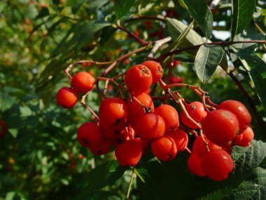 Çilek ağacı üzerinde demet
