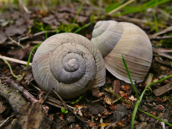 Conchas vazias de caracol — Fotografia de Stock