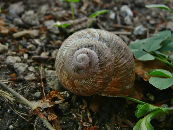 Empty snail shell — Stock Photo, Image
