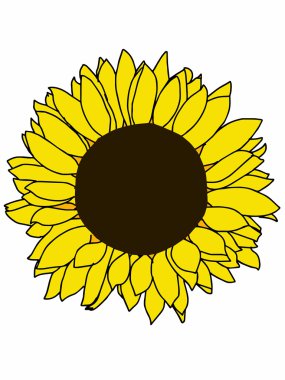 küçük sarı ayçiçeği