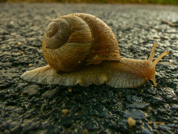 Snigel på vägen — Stockfoto