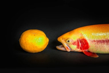 Siyah arka planda altın turuncu bir alabalık.