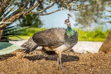 Harika bir dişi tavus kuşu bir yaz gününde yerde.