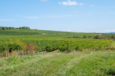 Vineyard in Germany in summer harvest. Large bunches of red wine grapes in sunny weather. Nature background.