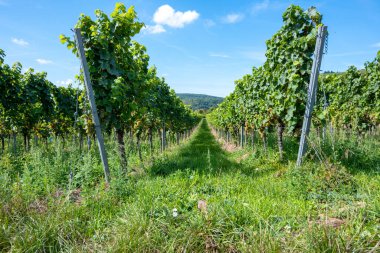 Vineyard in Germany in summer harvest. Large bunches of red wine grapes in sunny weather. Nature background.