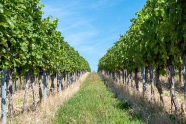 Vineyard in Germany in summer harvest. Large bunches of red wine grapes in sunny weather. Nature background.