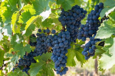 Üzüm bağında güneşli havada bir demet siyah şarap üzümü. Doğa geçmişi için yaz hasadı.