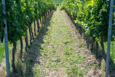 Yaz hasadında Avrupa 'da üzüm bağı. Güneşli havada büyük miktarda kırmızı şarap üzümü. Doğa arkaplanı.