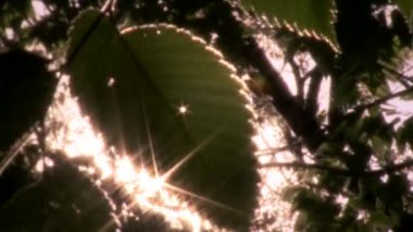 Güneş ışığı emici yaprakları