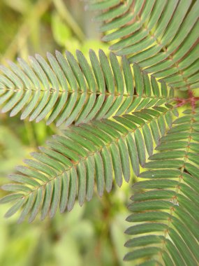 Hassas yapraklar en ufak bir titreşim aldıklarında katlanır..