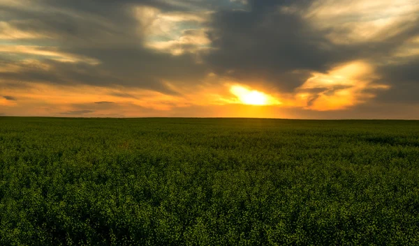 Pôr-do-sol laranja sobre campo verde — Fotografia de Stock