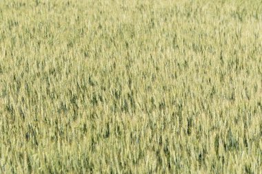 Buğday alan doku arka plan