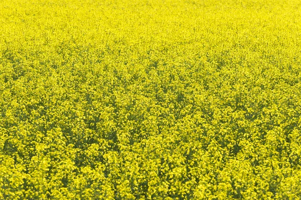 Canola field texture background