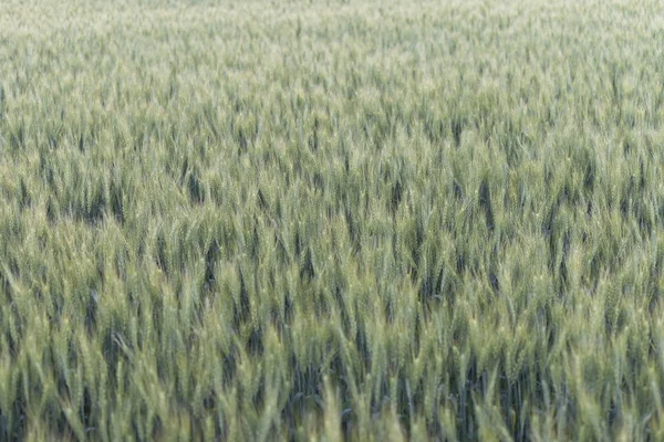 Wheat field texture background — Stock Photo, Image