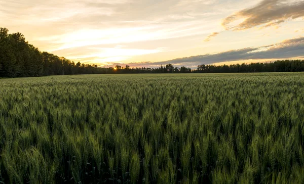 Campo de trigo ao pôr do sol durante o verão — Fotografia de Stock