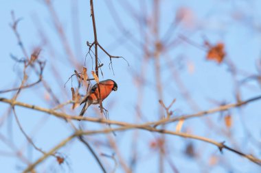 Erkek ispinoz (Pyrrhula pyrrhula) parkta bir dalda oturuyor