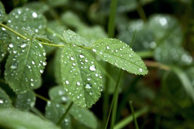 Yağmur damlaları yaprak