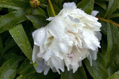 Yağmur damlaları ile beyaz şakayık, yakın çekim