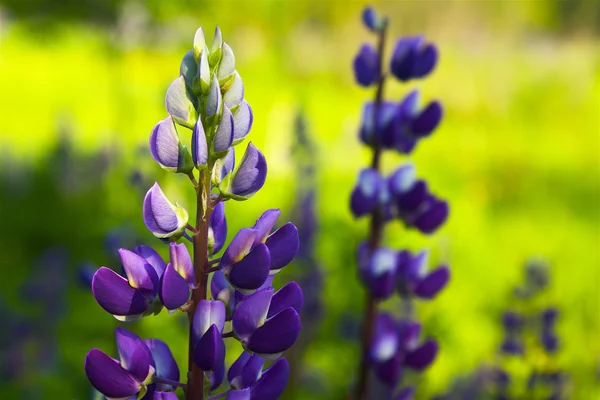 Lila Lupin på ängen — Stockfoto