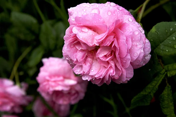 Rosas com gotas de chuva — Fotografia de Stock