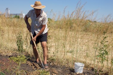 Yaşlı adam kazma patates