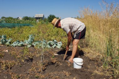 Yaşlı adam kazma patates