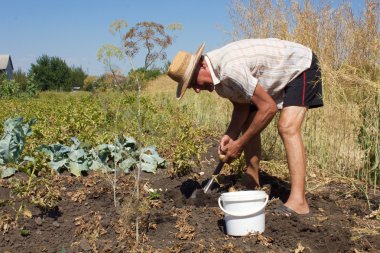 Yaşlı adam kazma patates