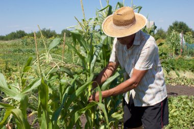 Yaşlı adam Mısır kontrol