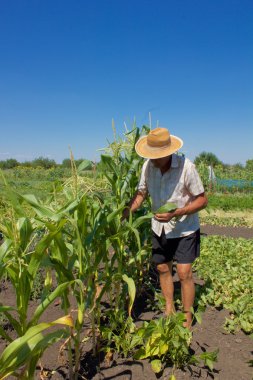Yaşlı adam Mısır kontrol