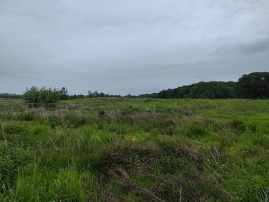 Geniş yeşil alan uzak ormanlara gidiyor.