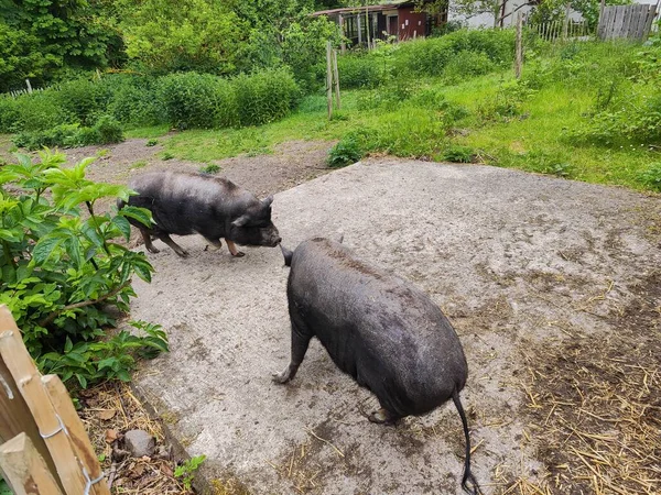 Kırsal bir çiftlikte yiyecek arayan iki siyah domuz.