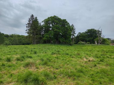 gür yeşil çayır sık ormana gidiyor.