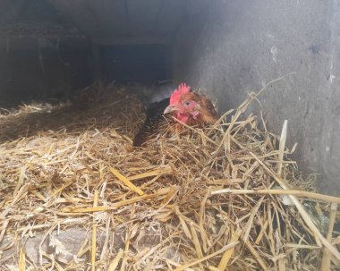 Düşünceli bir tavuk yuvasında rahatça dinleniyor.