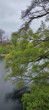Durgun kanal suyunun üzerinde yeşil yapraklar asılı Slottsparken, Malmö