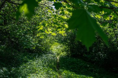 patika yaz bahçesinde